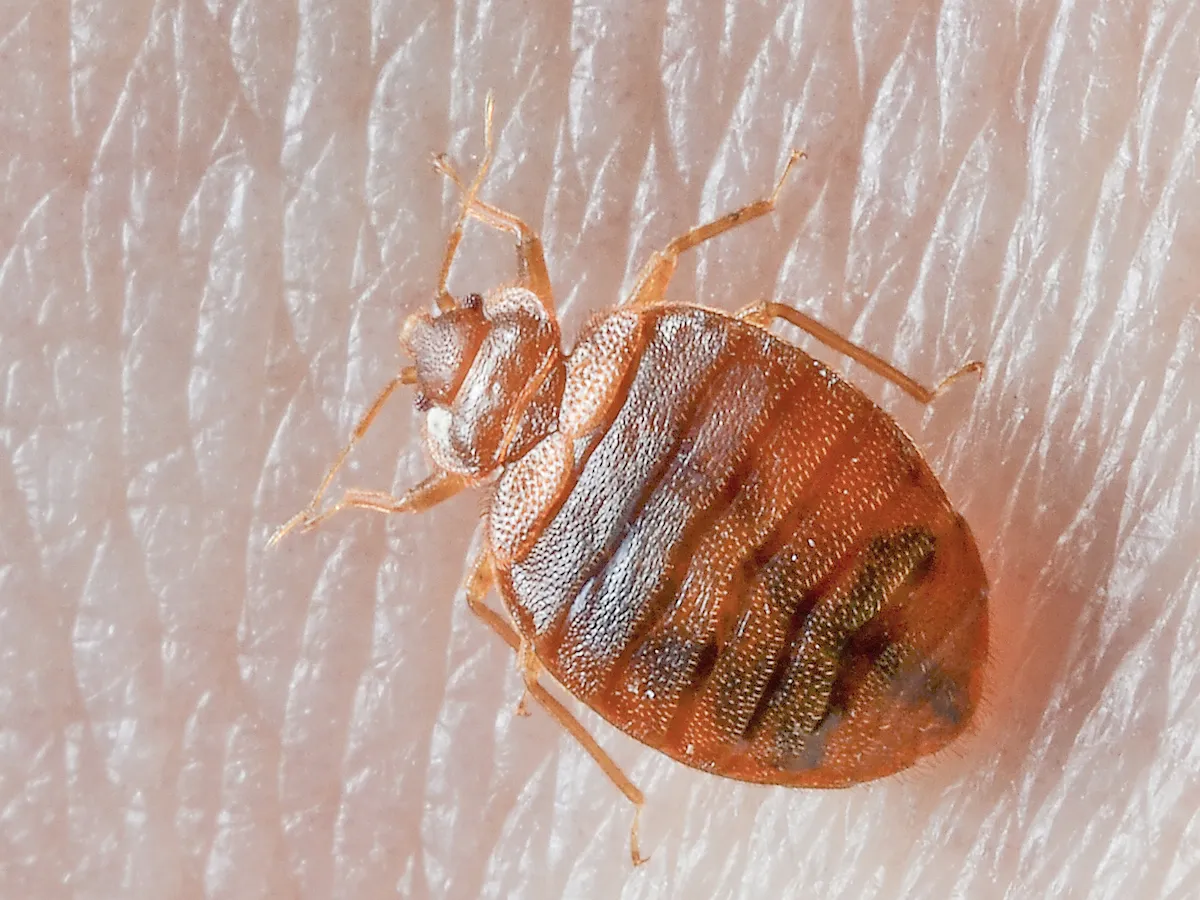 Read more about the article Cleveland, Cincinnati, and Columbus Among Worst in Ohio for Bed Bug Infestations