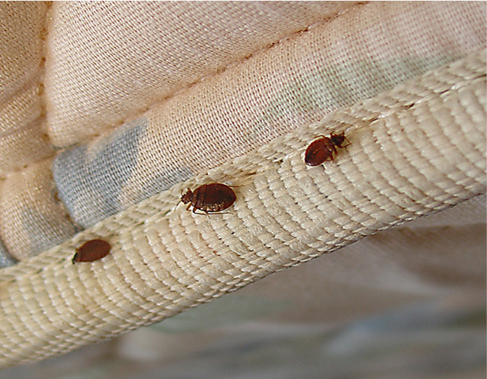 Read more about the article Is Your Hotel Room Infested by Bed Bugs?