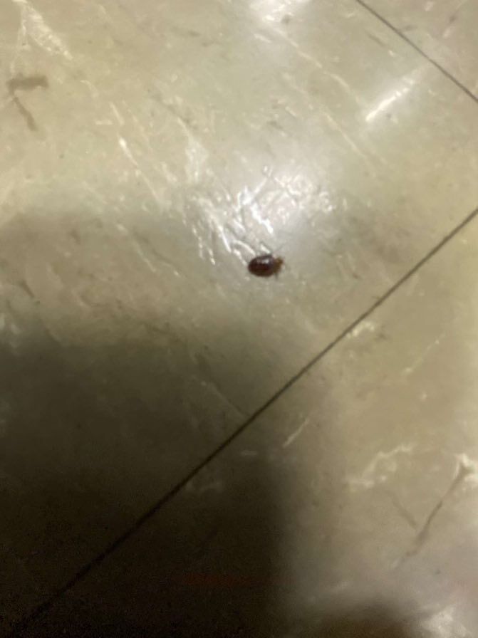 Read more about the article High School Infested with Bed Bugs