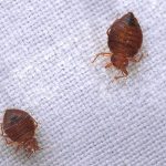 Cleveland Ranks #8 in Nationwide Bed Bug Infestations