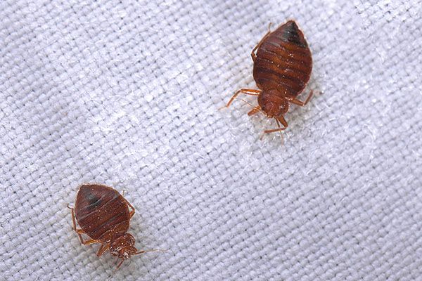 Read more about the article Cleveland Ranks #8 in Nationwide Bed Bug Infestations