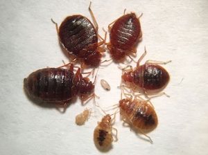 Read more about the article Bed Bugs and their Impact on Mental Health
