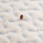 Bed Bugs Prevention and Basics
