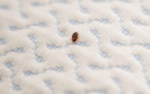 Read more about the article Bed Bugs Prevention and Basics