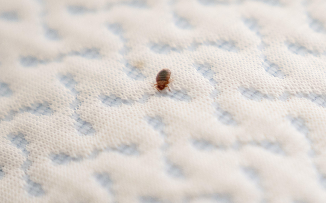 You are currently viewing Bed Bugs Prevention and Basics