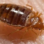 Alarming Surge in Bed Bug Complaints Hits New York City: Causes and Concerns
