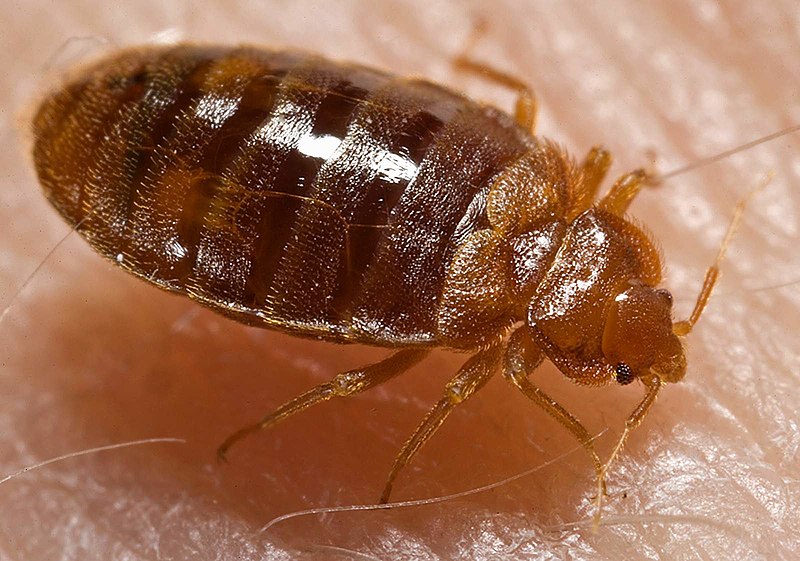 You are currently viewing Alarming Surge in Bed Bug Complaints Hits New York City: Causes and Concerns