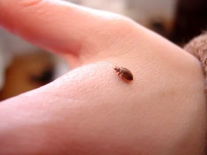 Read more about the article Georgia Court Shuttered Due to Bed Bug Infestation