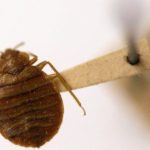 A new lawsuit filed in South Carolina claims a Myrtle Beach area resort is dealing with a bed bug infestation. Here’s what you need to know.