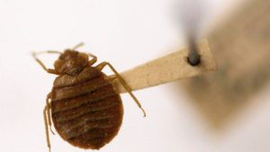 Read more about the article A new lawsuit filed in South Carolina claims a Myrtle Beach area resort is dealing with a bed bug infestation. Here’s what you need to know.